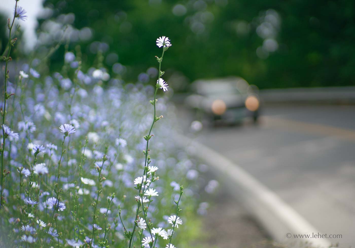 Roadside Chicory, Car, Vermont