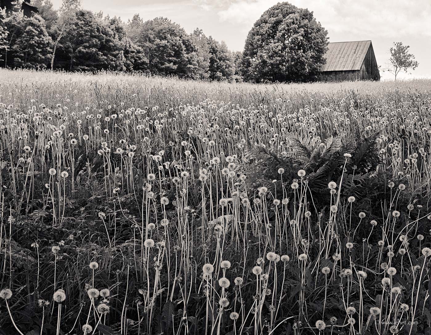 Dandelions and Barn, Vermont