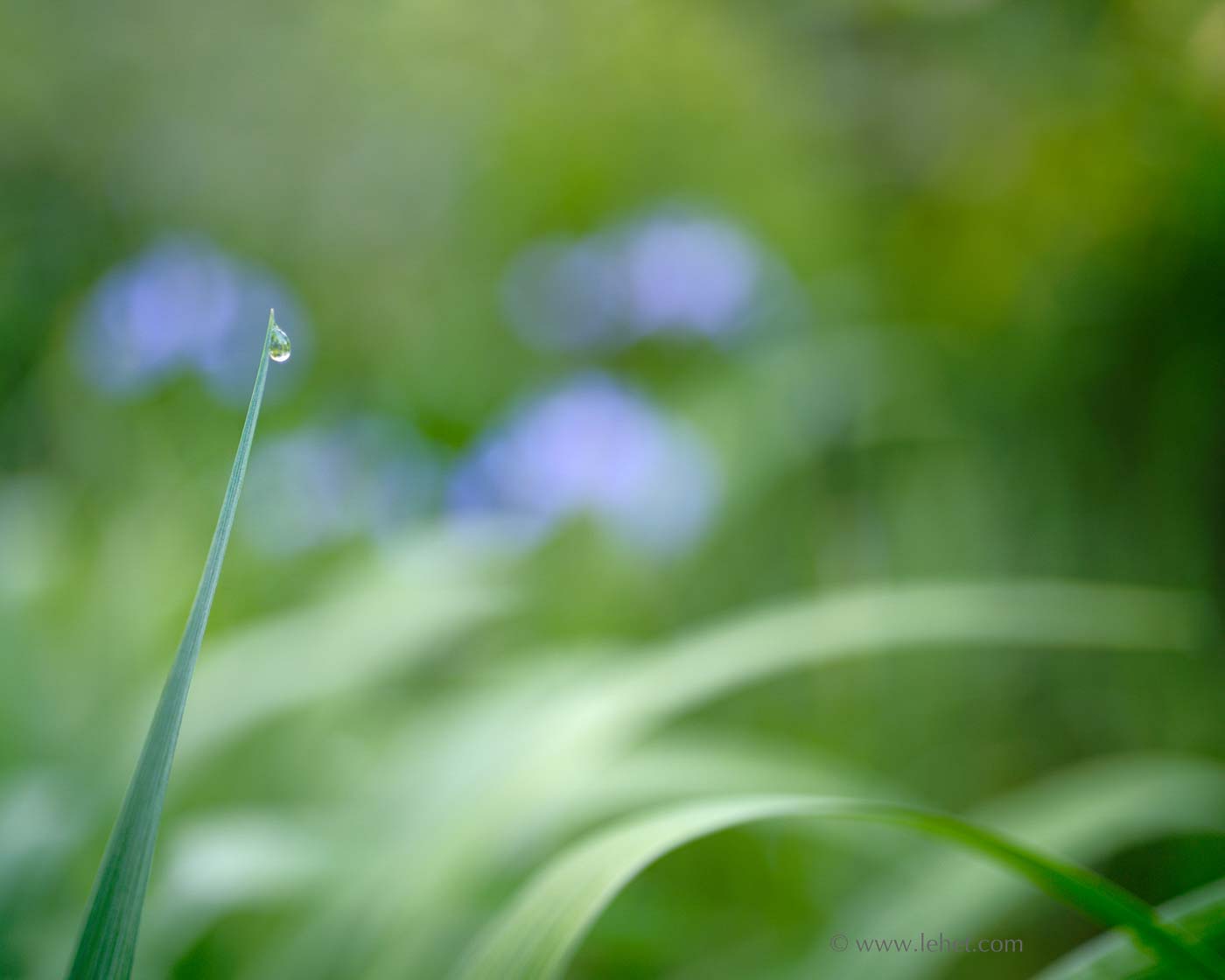 Dewdrop and Four Blue Flag Iris