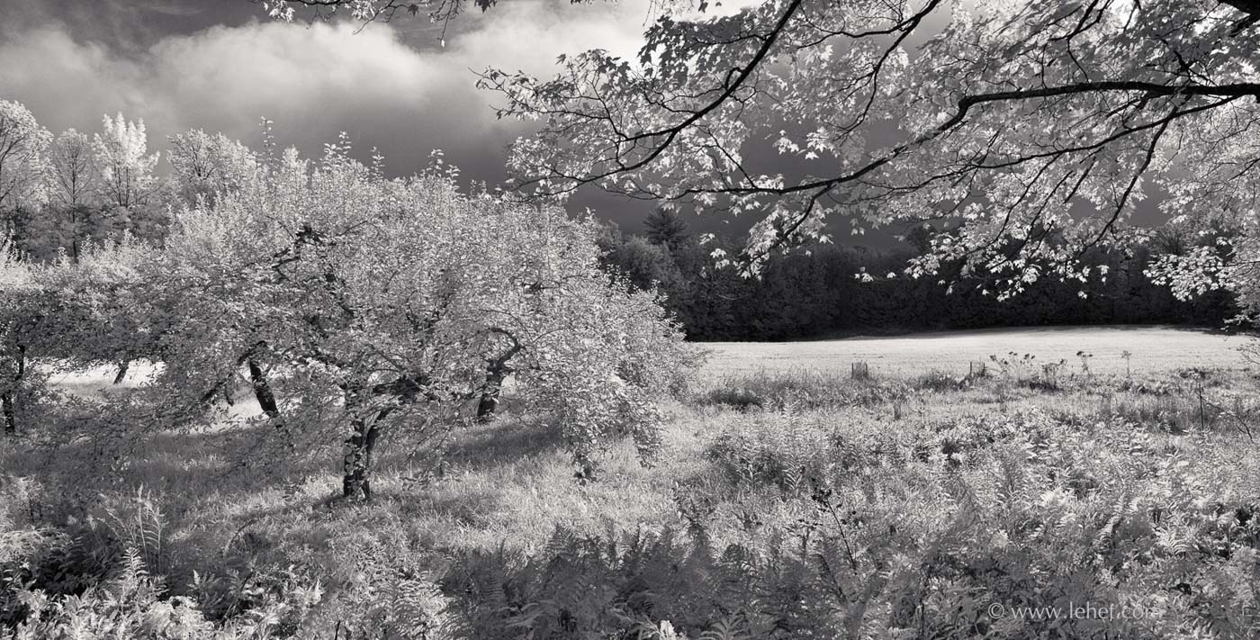 Apple Orchard and Maple