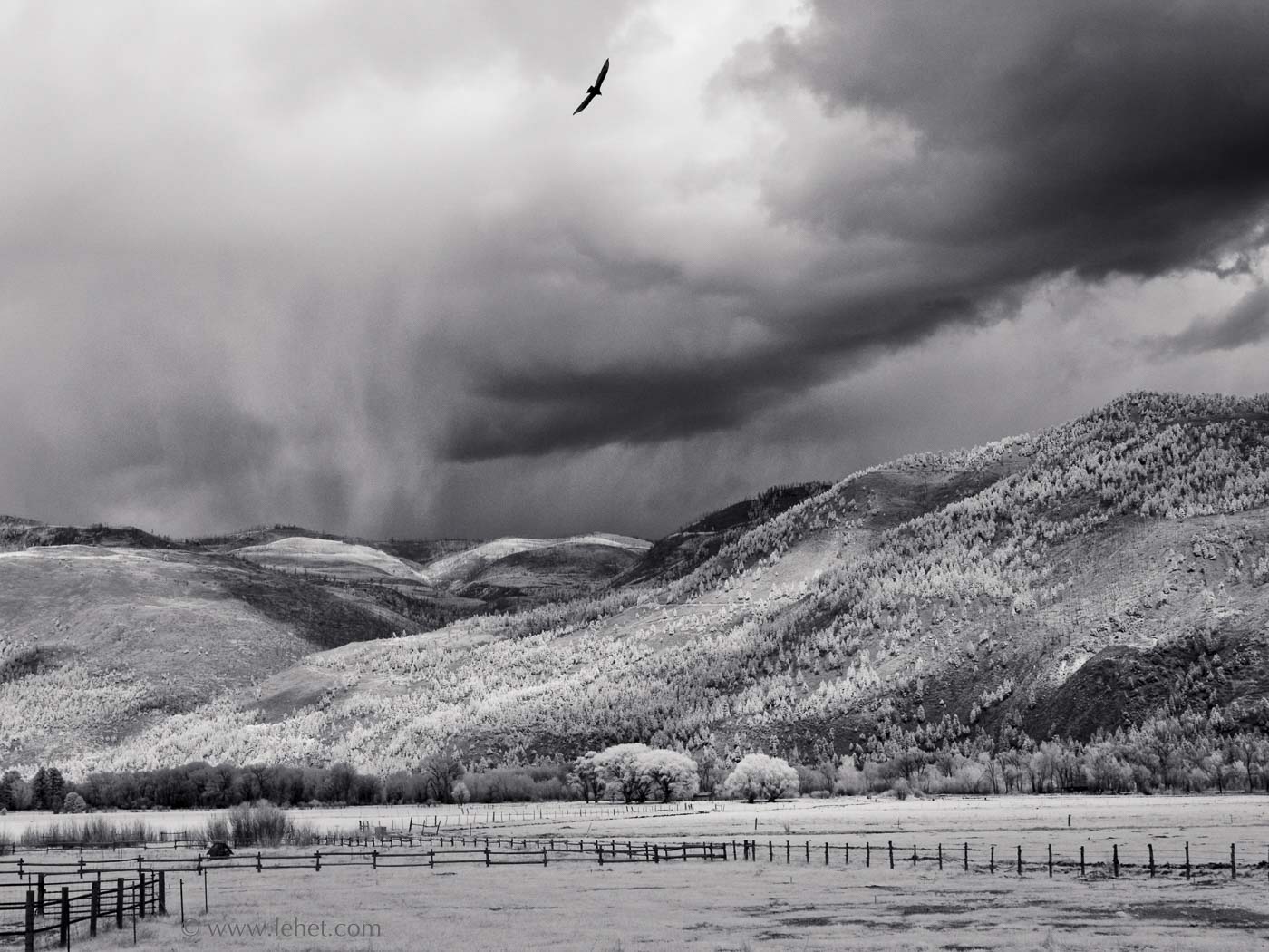 Hawk and Fences, Durango Colorado