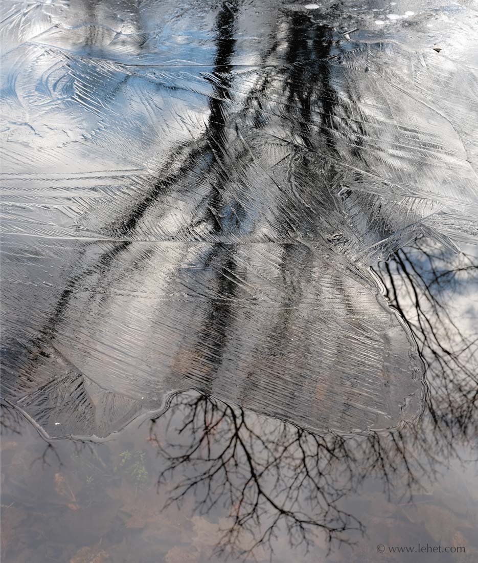 New Ice and Maple Tree Reflection