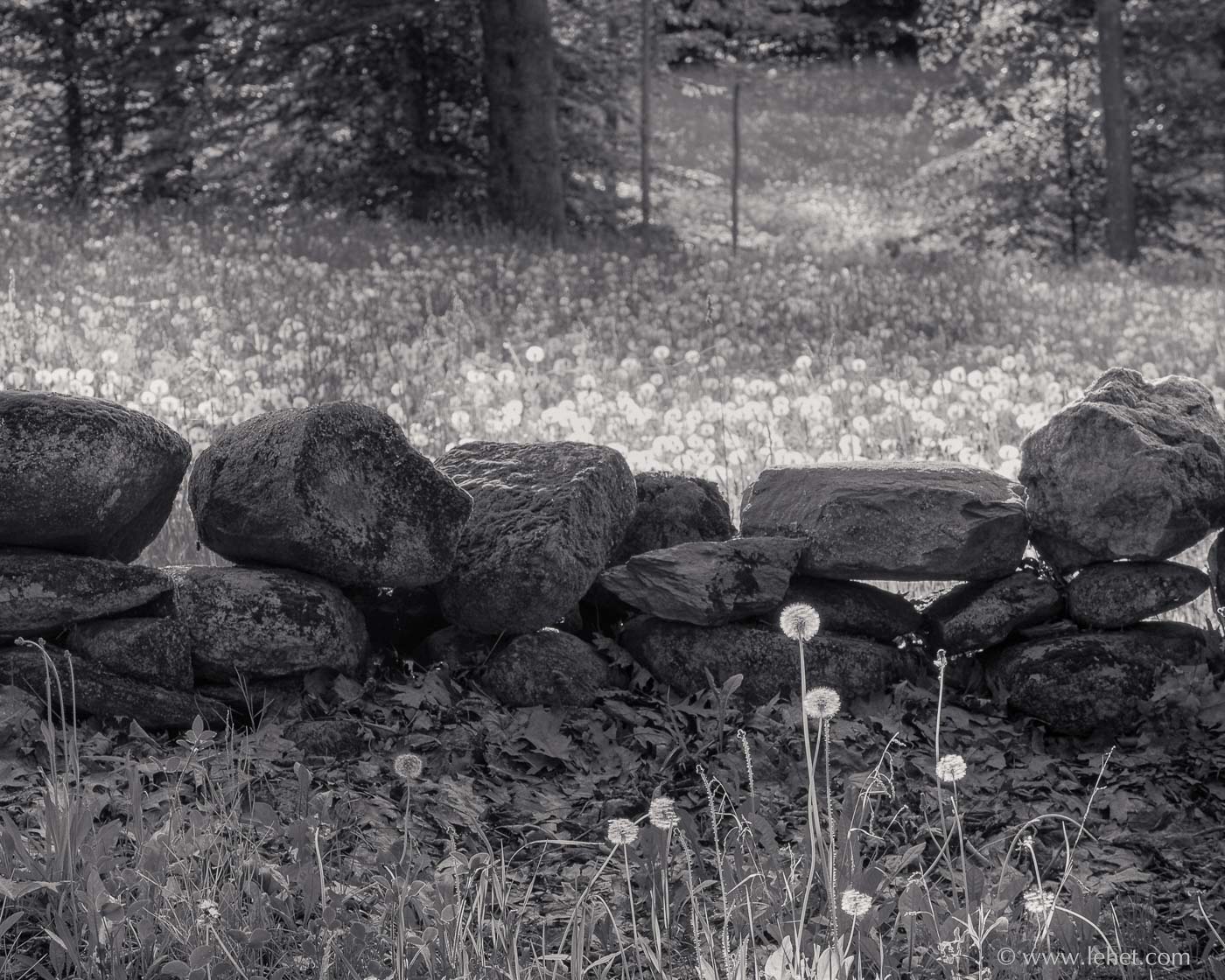 dandelions and stone wall