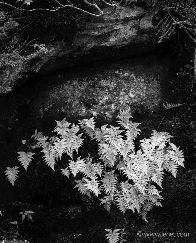 Ferns,Mahoosuc Notch,Maine