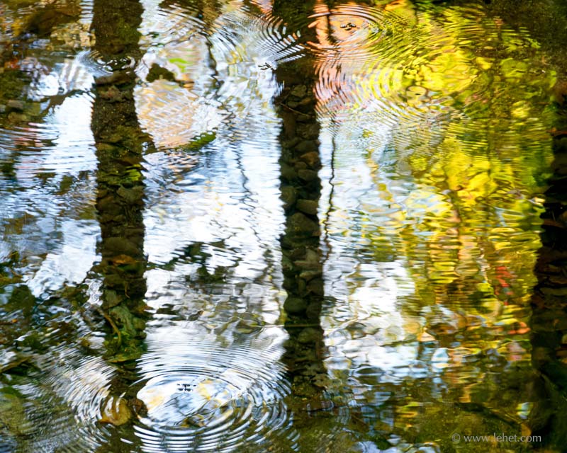 Five Water Striders,Autumn,Vermont