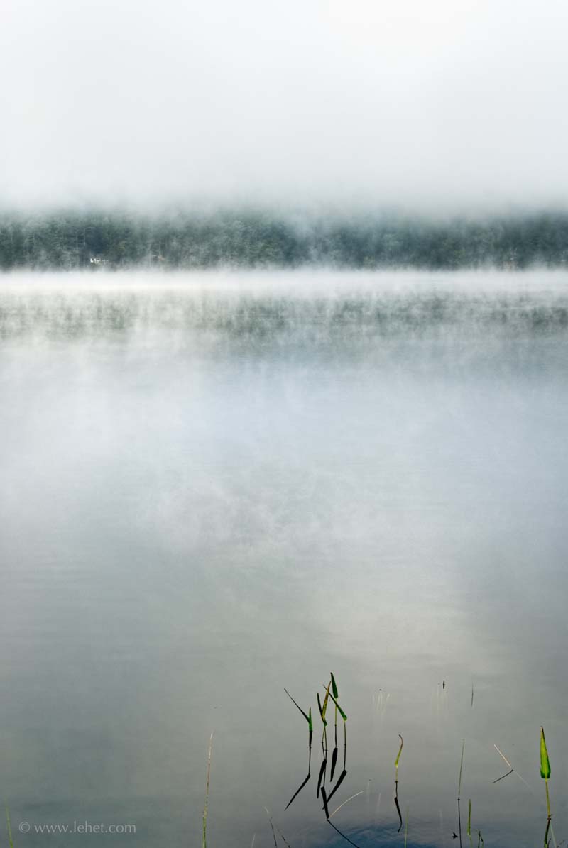 Post Pond Pickerel Weed in Mist
