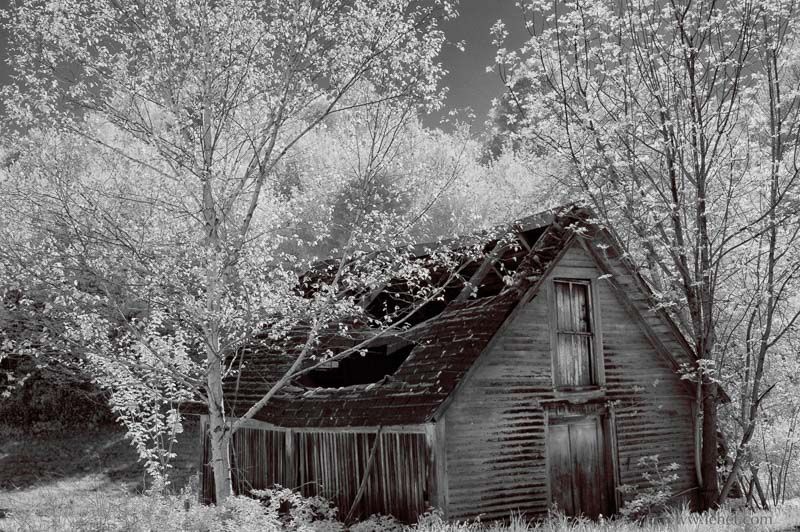 Old Barn,Spring Poplars,New Hampshire