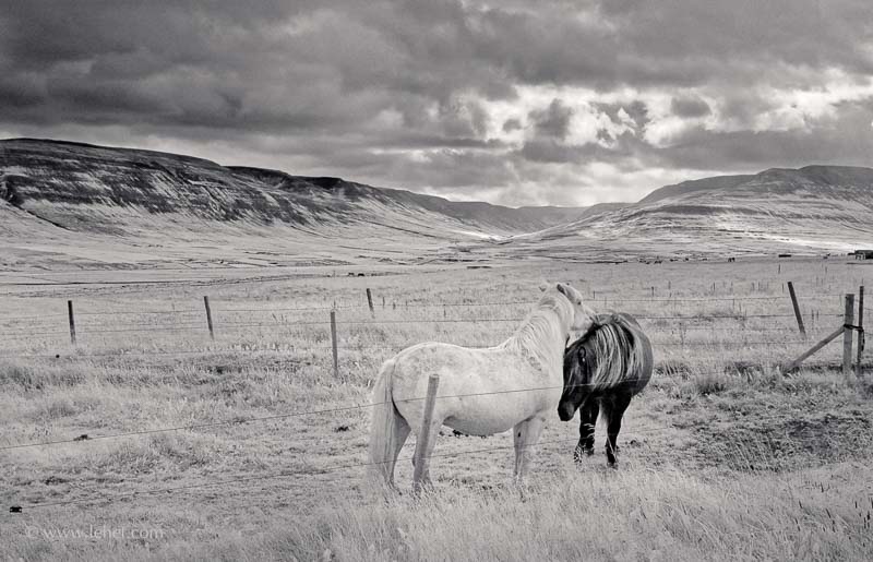 Two Horses,Iceland