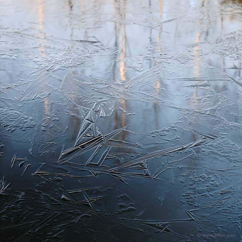 Blue New Ice and Birch Reflections at Dawn