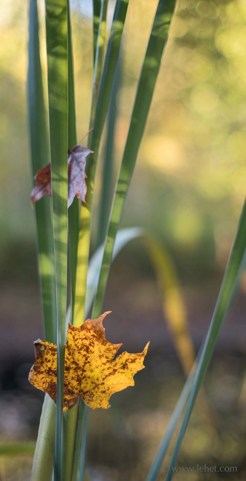 Cattail Leaves,Fallen Maple Leaves