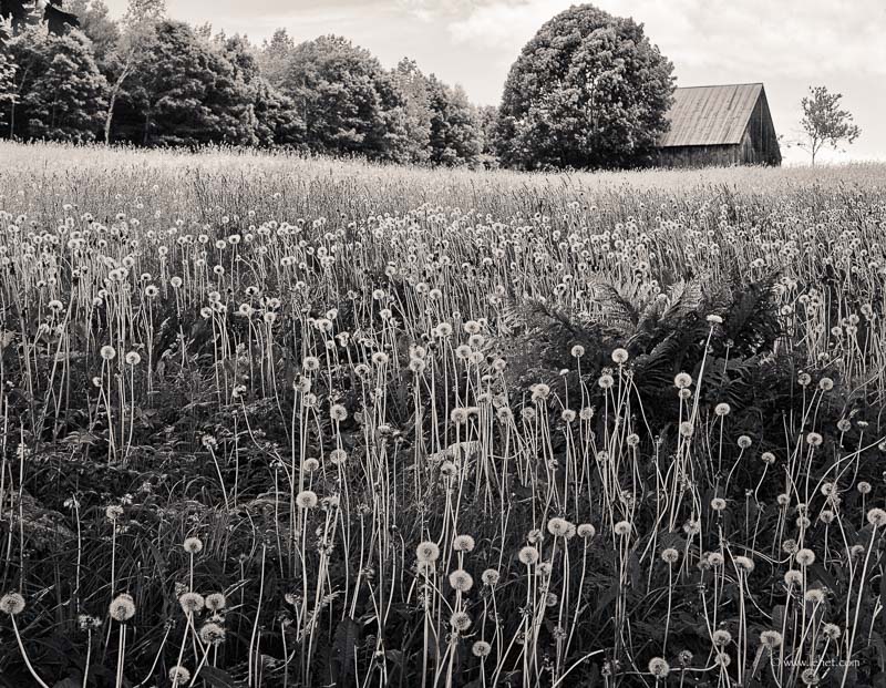 Dandelions Gone to Seed,Barn,Hartland VT 2014