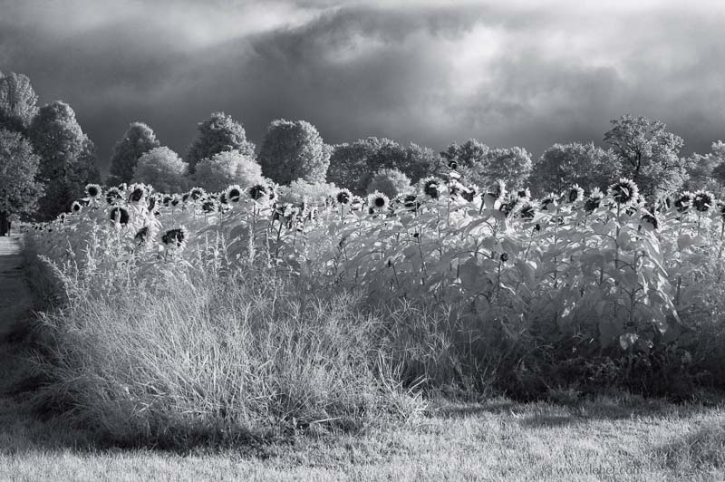 Field of Sunflowers,Rising Morning Fog