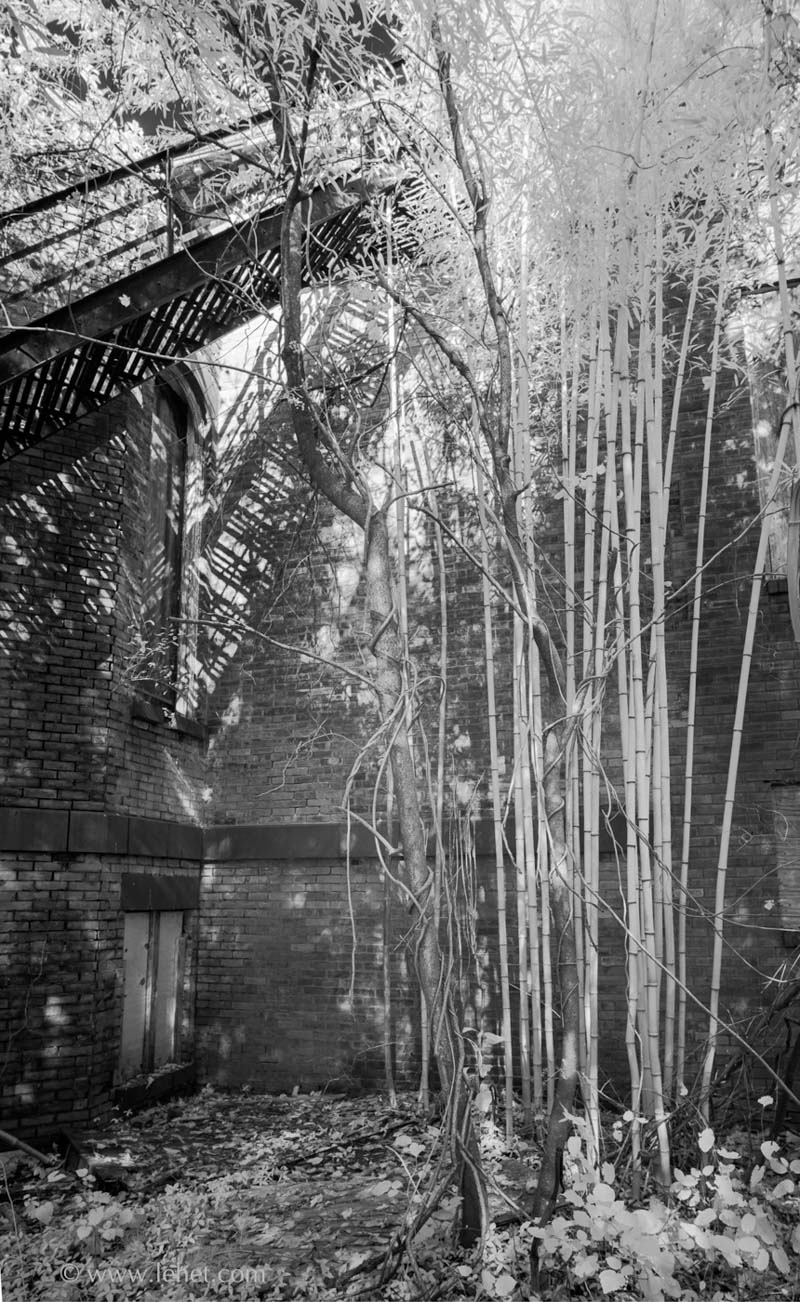 Bamboo and Fire Escape Shadow,Abandoned School,Garrison New York
