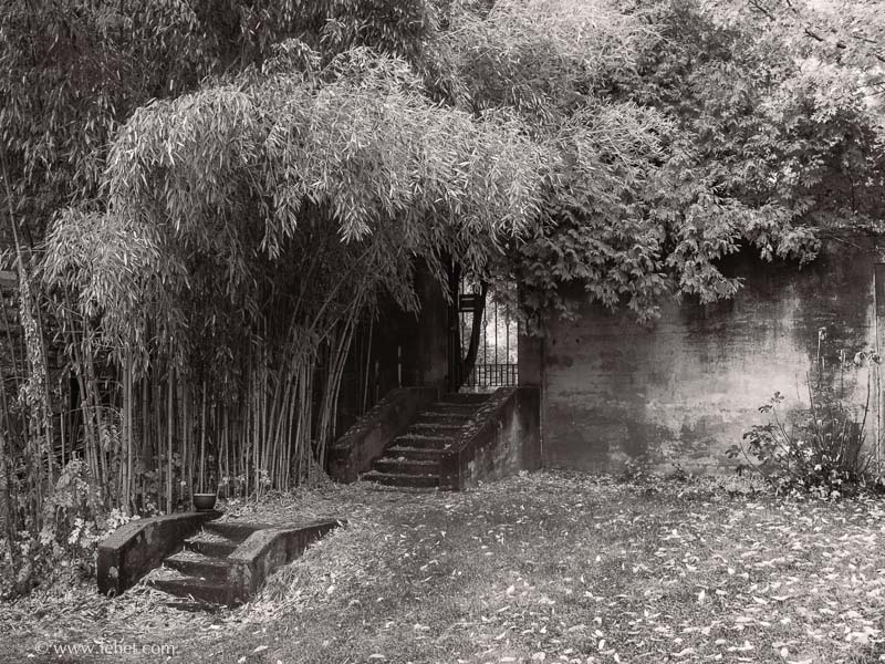 Garden Gate Through Bamboo,Garrison NY