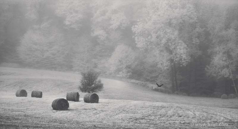 Seven Hay Bales in Fog,Heron in Flight,Vermont