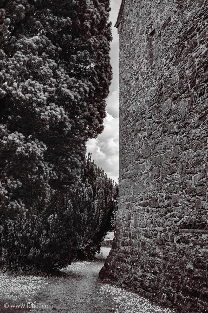 Church Wall,Path,and Yew,Ireland
