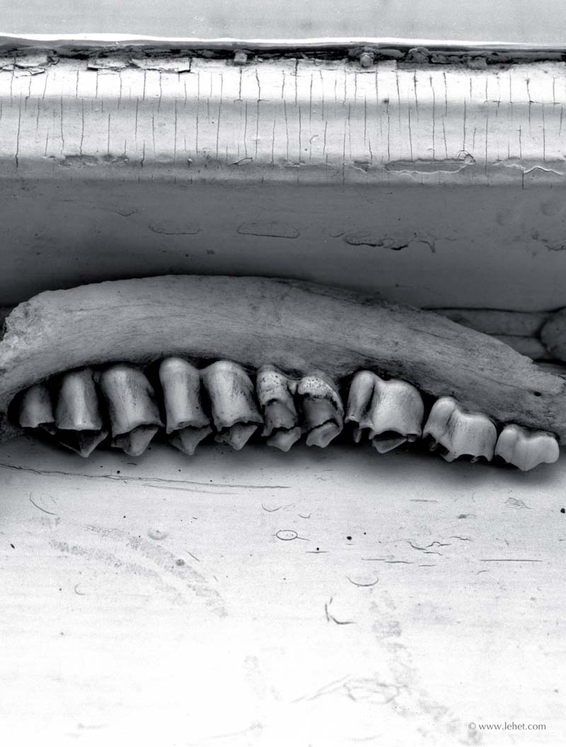 Jawbone,Windowsill,1981