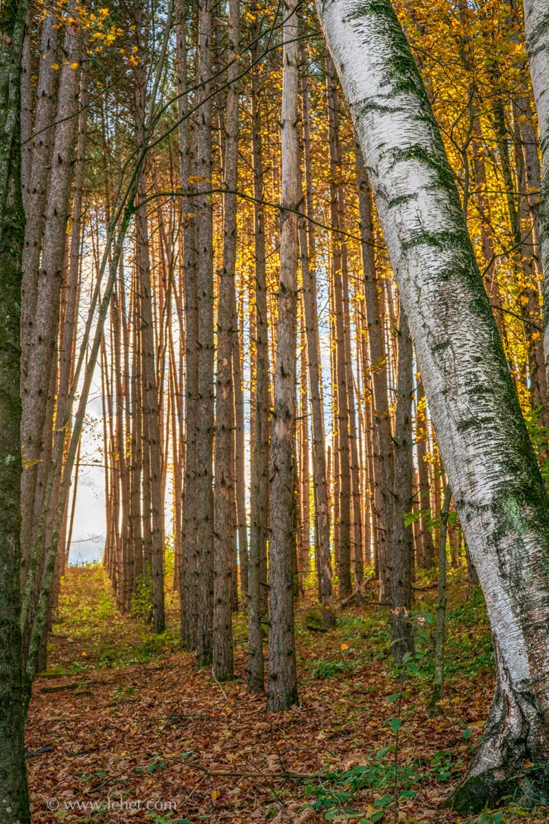 Rows of Trees,Leaning Birch,Gold Foliage