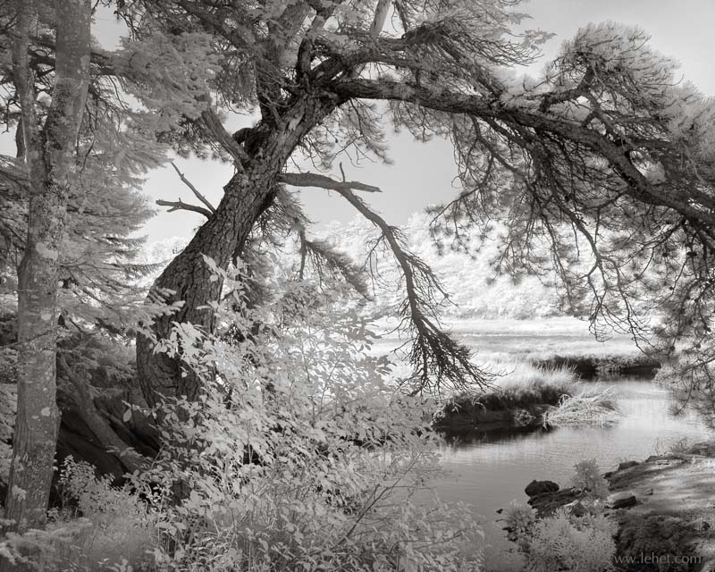 Pine by Cranberry Bog,Infrared