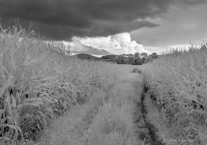 Road Through Cornfield,Summer Clouds