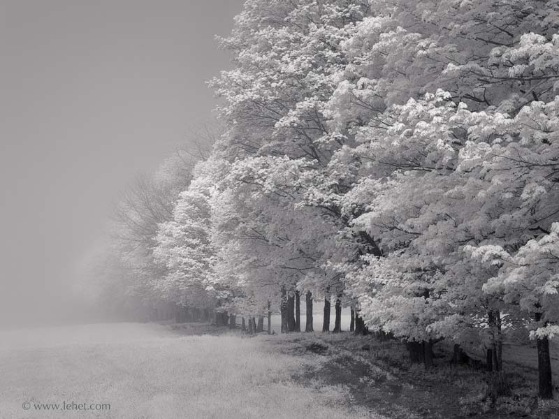 Row of Trees in Fog,Vermont