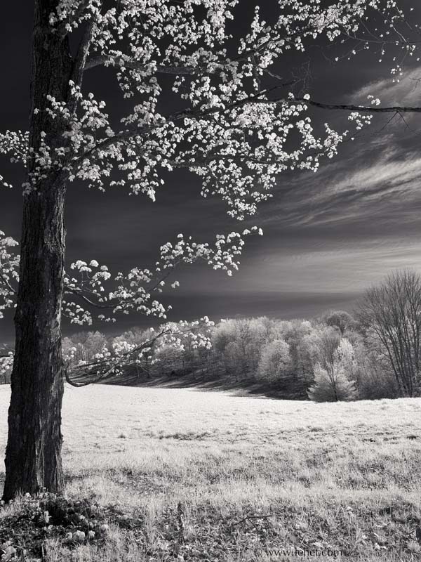 Spring Maple,Infrared,Vermont