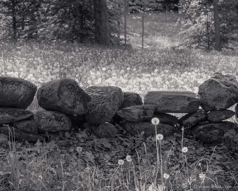 Dandelions and Stone Wall,Hartland VT 2014