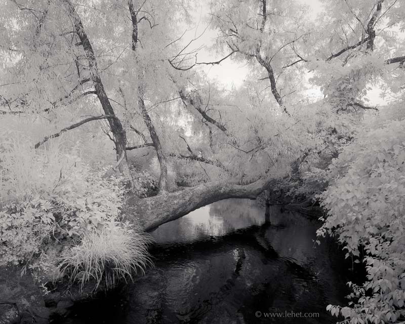 Trout Brook,Fallen Willow