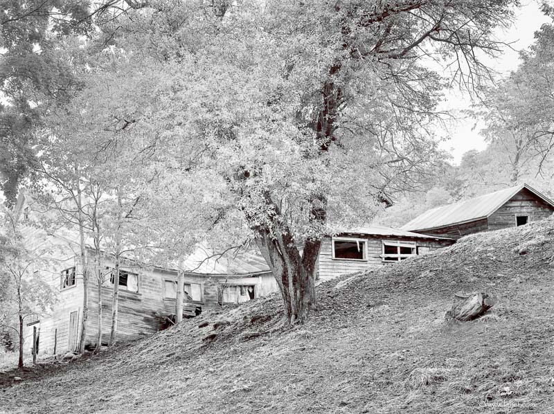 Curved Barn with Apple Tree and Blue Seal Bag Curtains,Vermont,1981