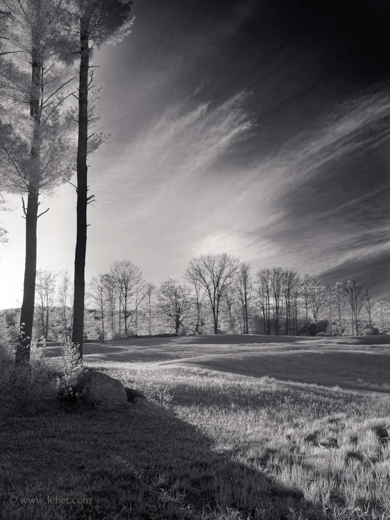 Two Tall PInes,Sun on Meadow,Infrared
