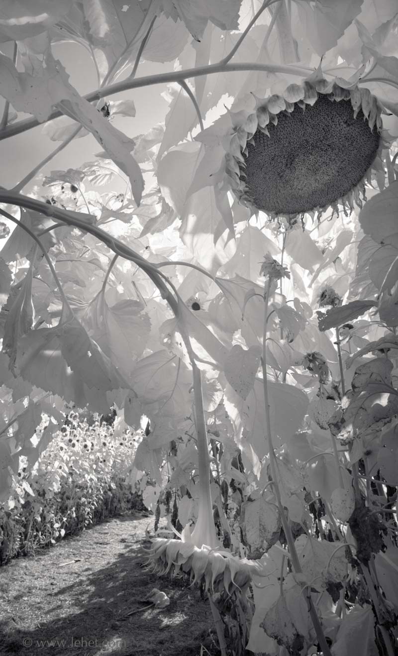 Two Ripe Sunflower Heads Drooping,Infrared