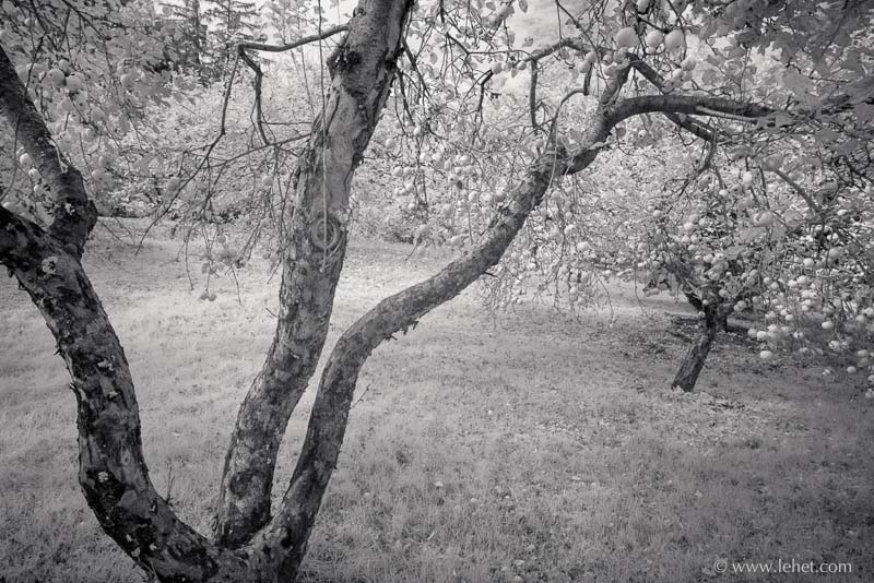 Three Trunk Apple Tree,Orchard,Vermont