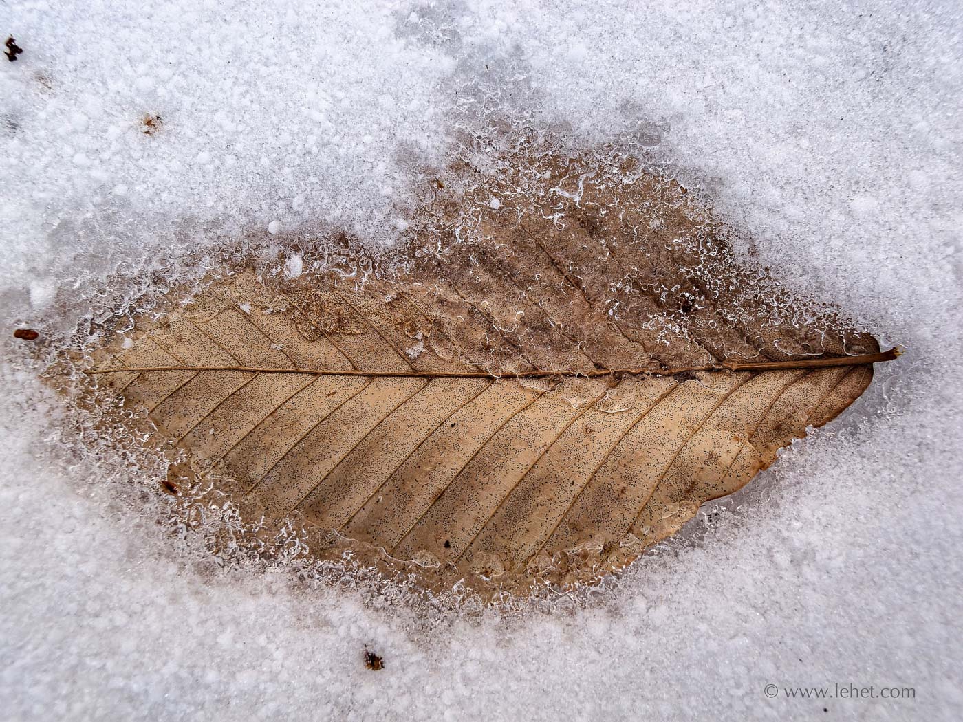 Beech Leaf in Snow