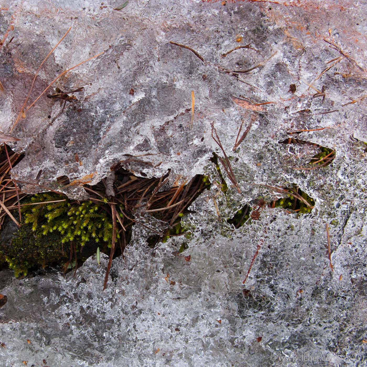 Moss and  Ice, Meditation Retreat, Vermont