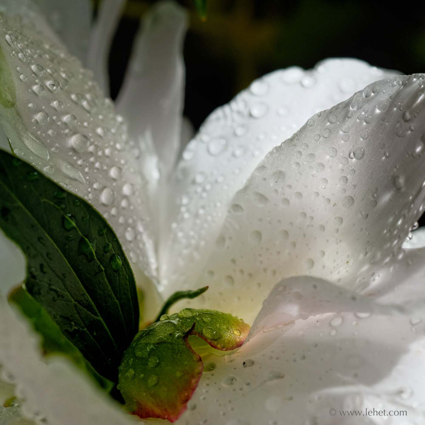 Pale Pink Peony After Rain, 2009