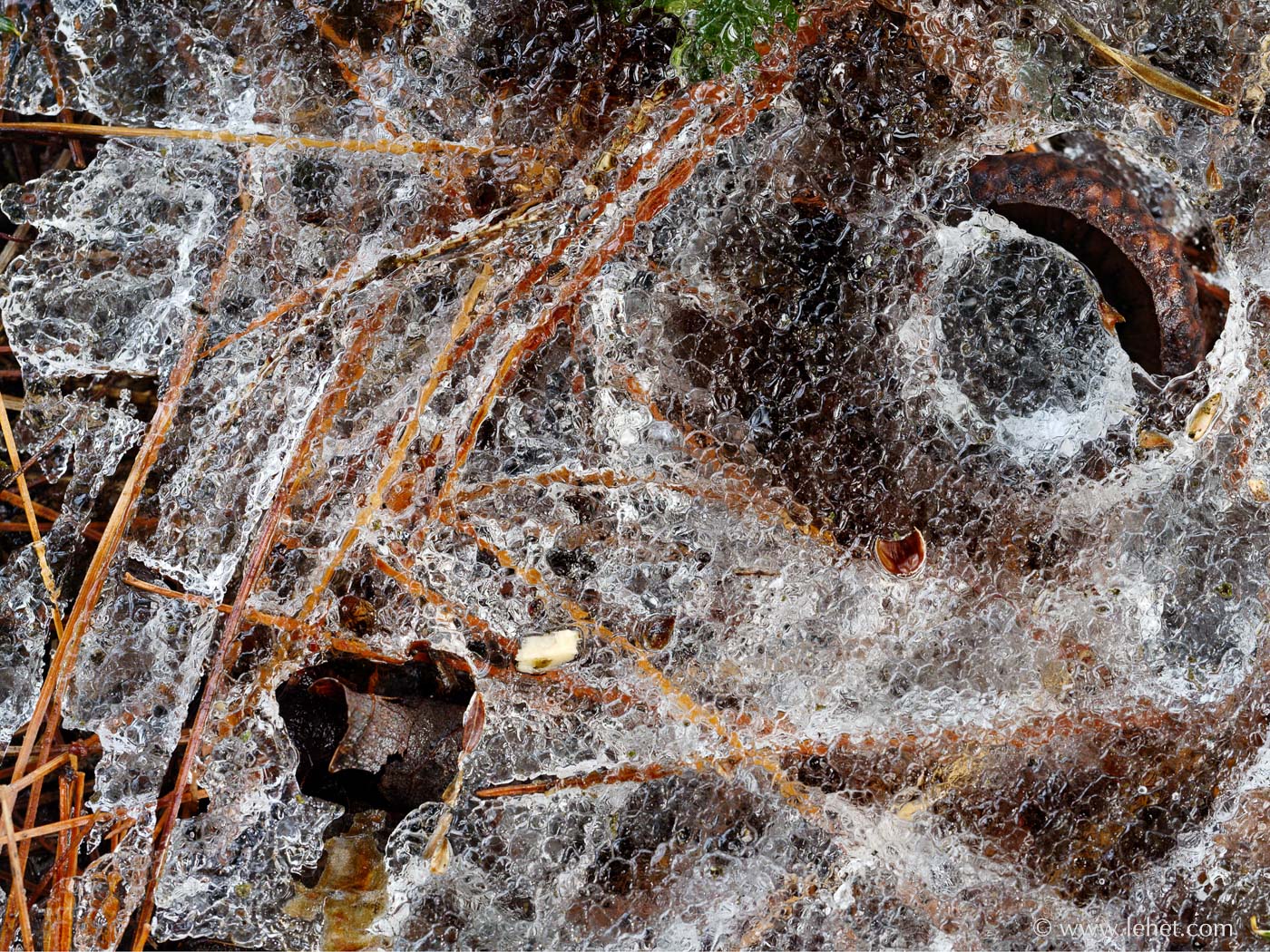 Abstract Acorn Cap Pine Needles Hemlock Ice