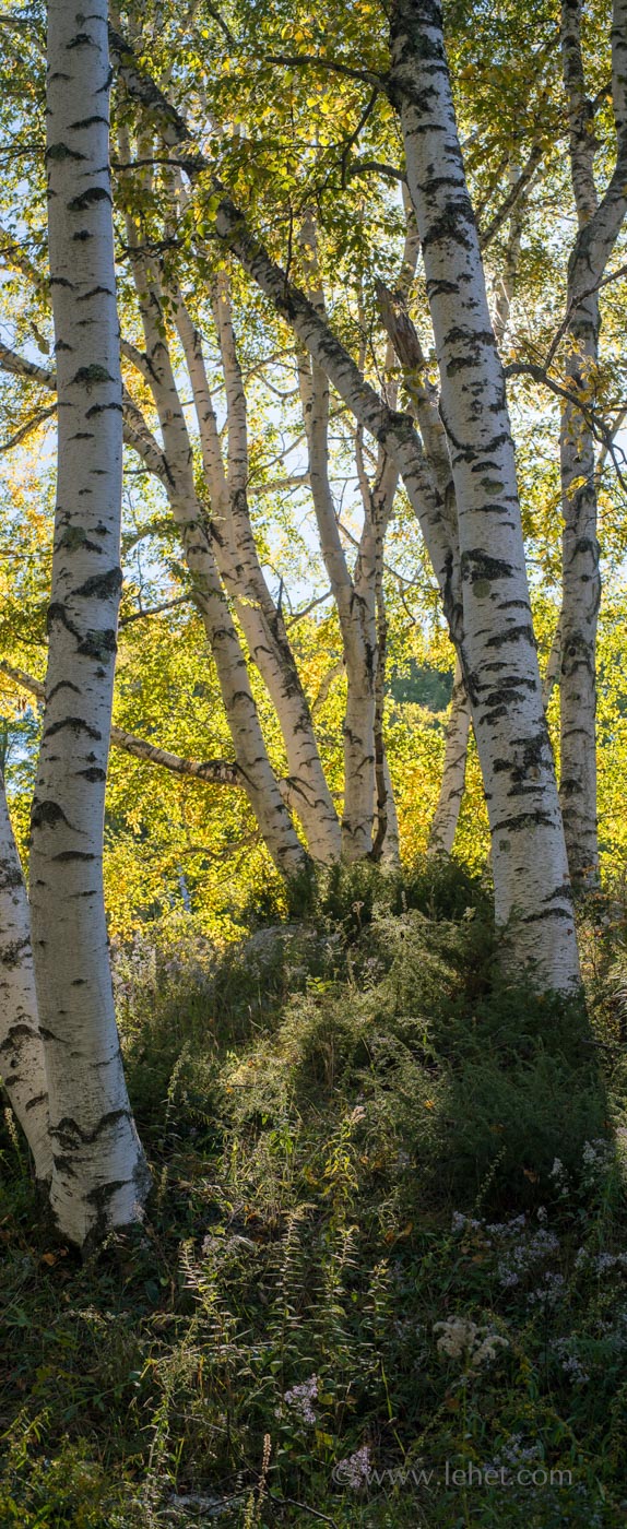 Yellow Leaf Birches and Asters Panorama
