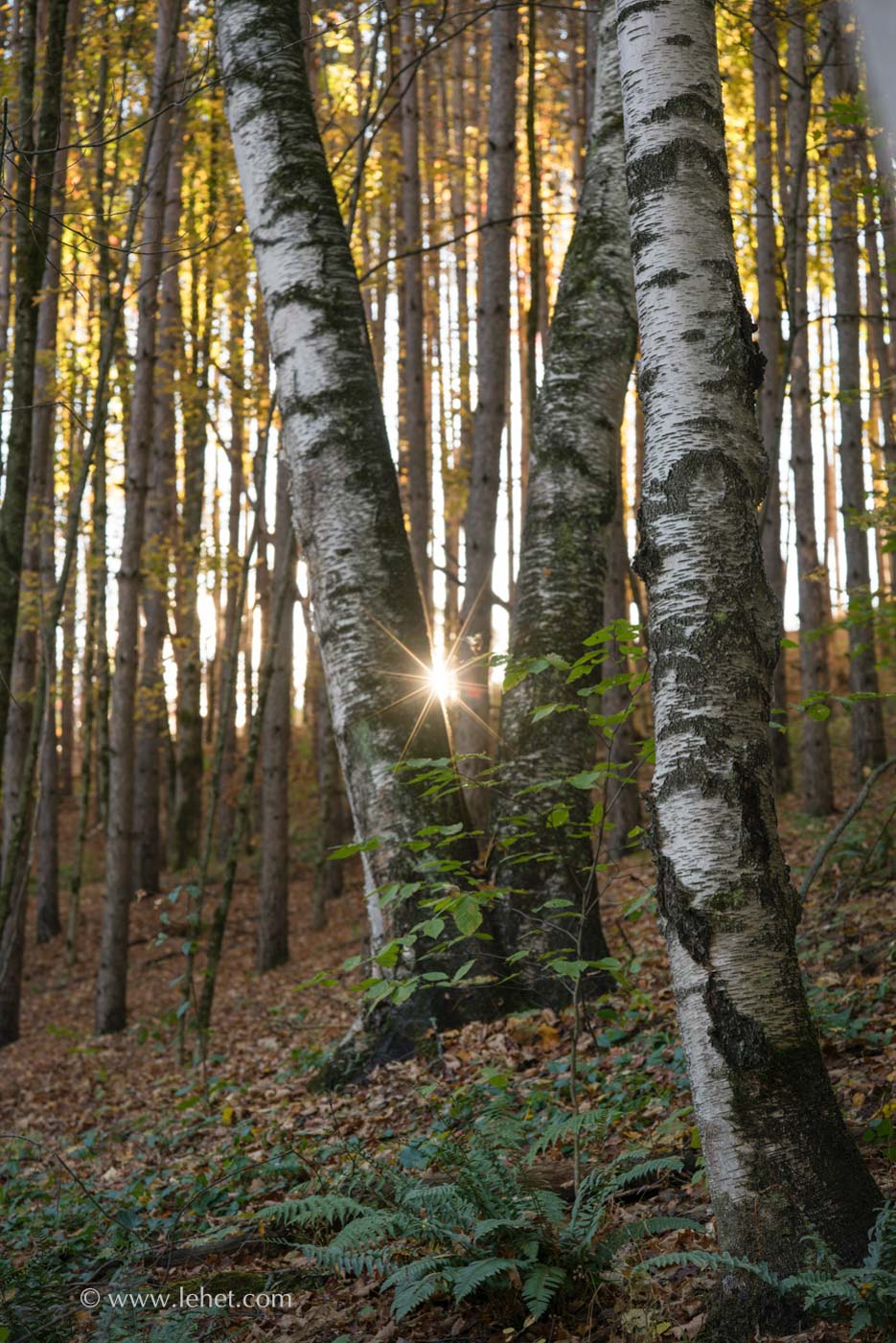 Sun Through Birches and Distant Gold Foliage