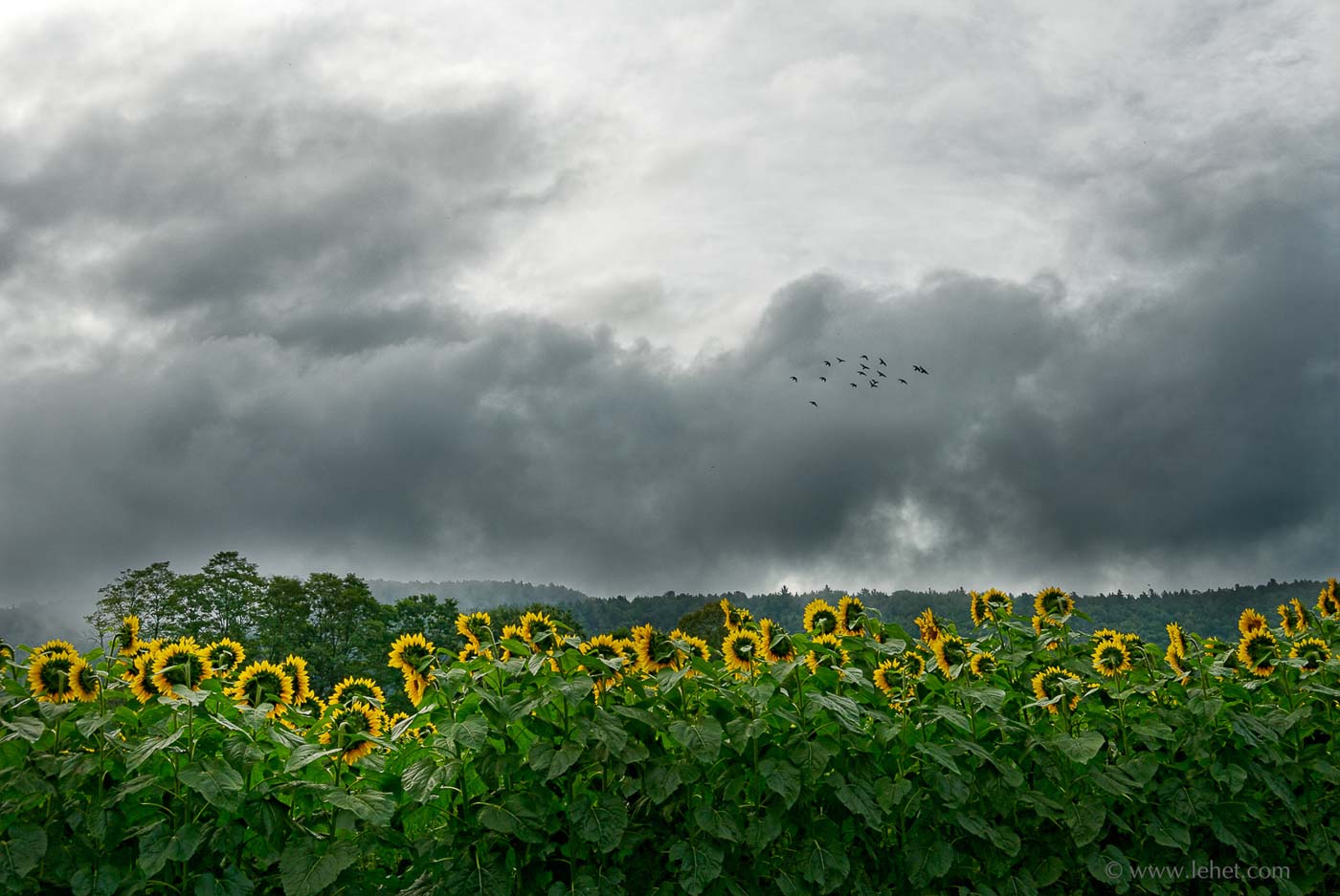 Birds and Clouds Over  Sunflower Field