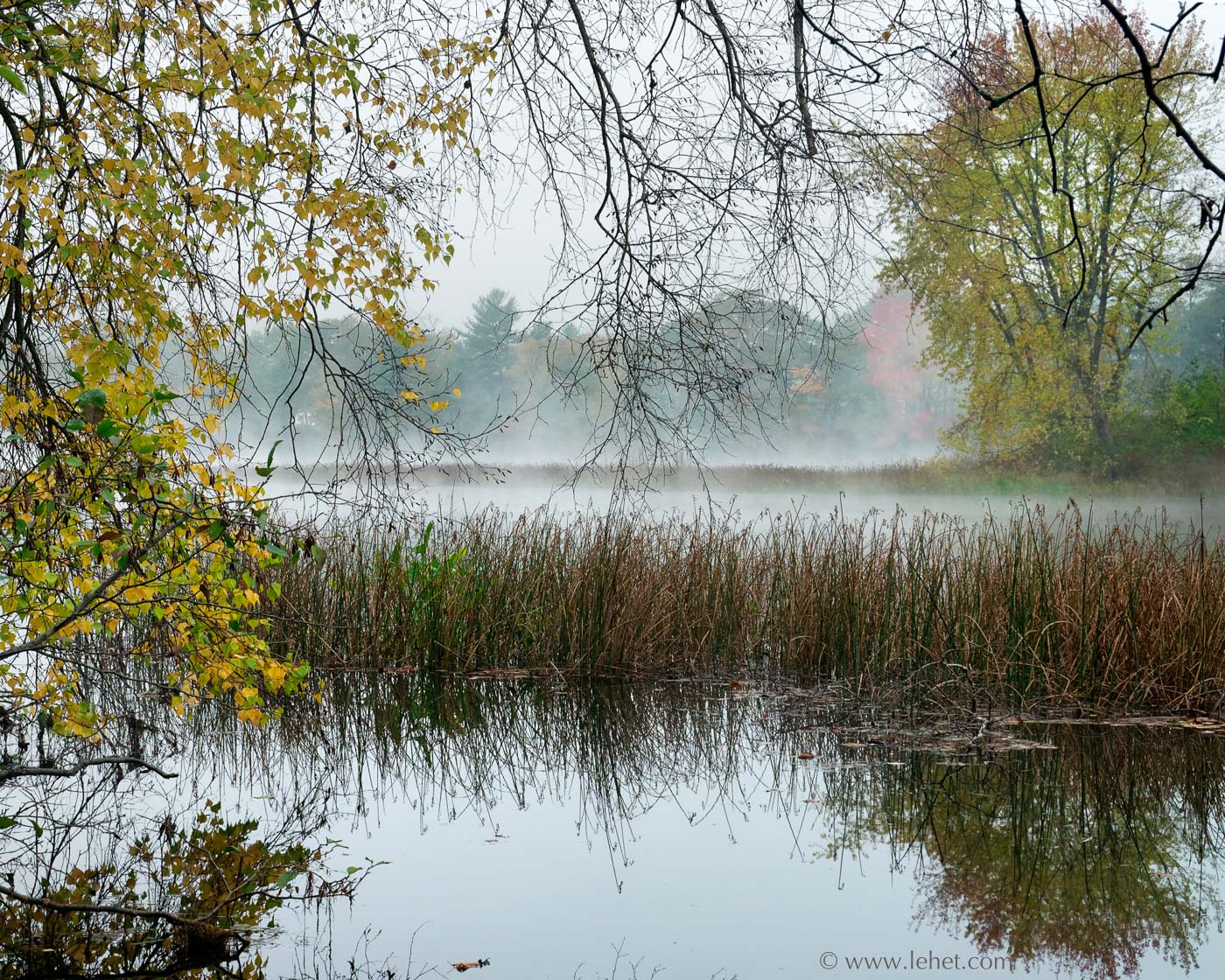 Fall Birches, Reeds and Mist