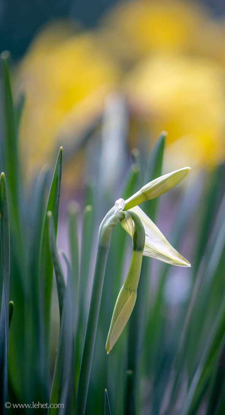 Daffodil Buds, and Daffodils Behind