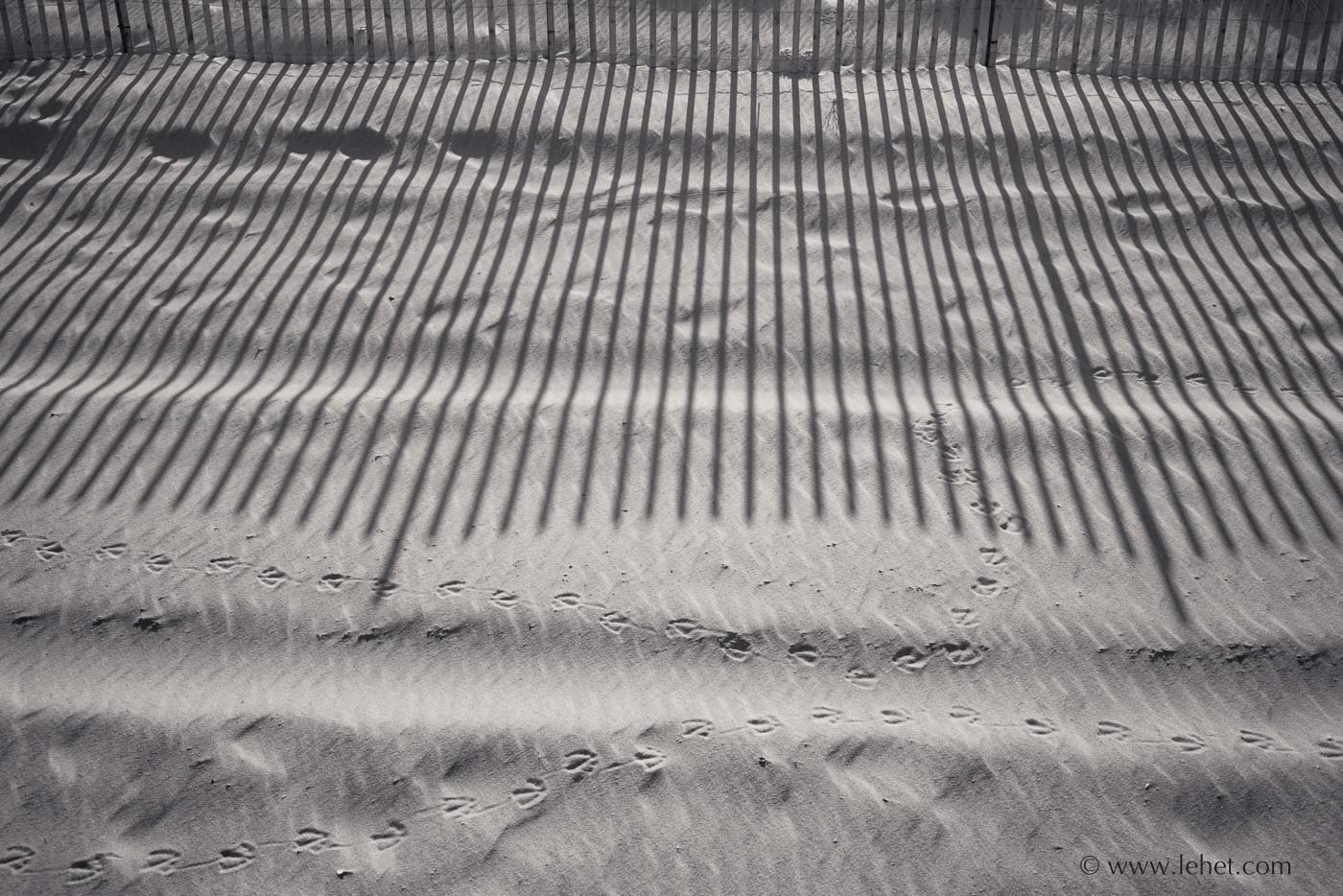 seagull's bad date dune fence shadow
