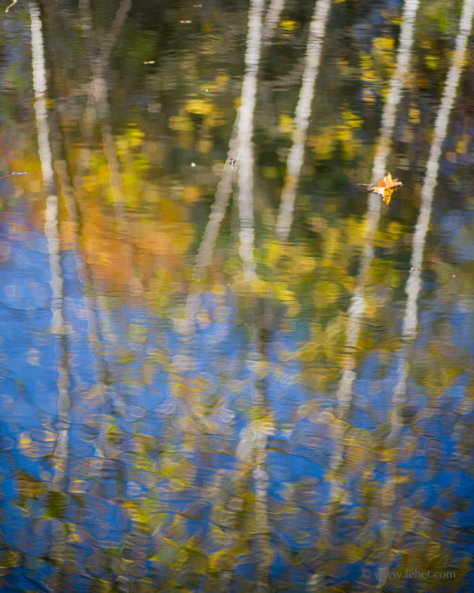 One Maple Leaf, Birch Reflections, Autumn