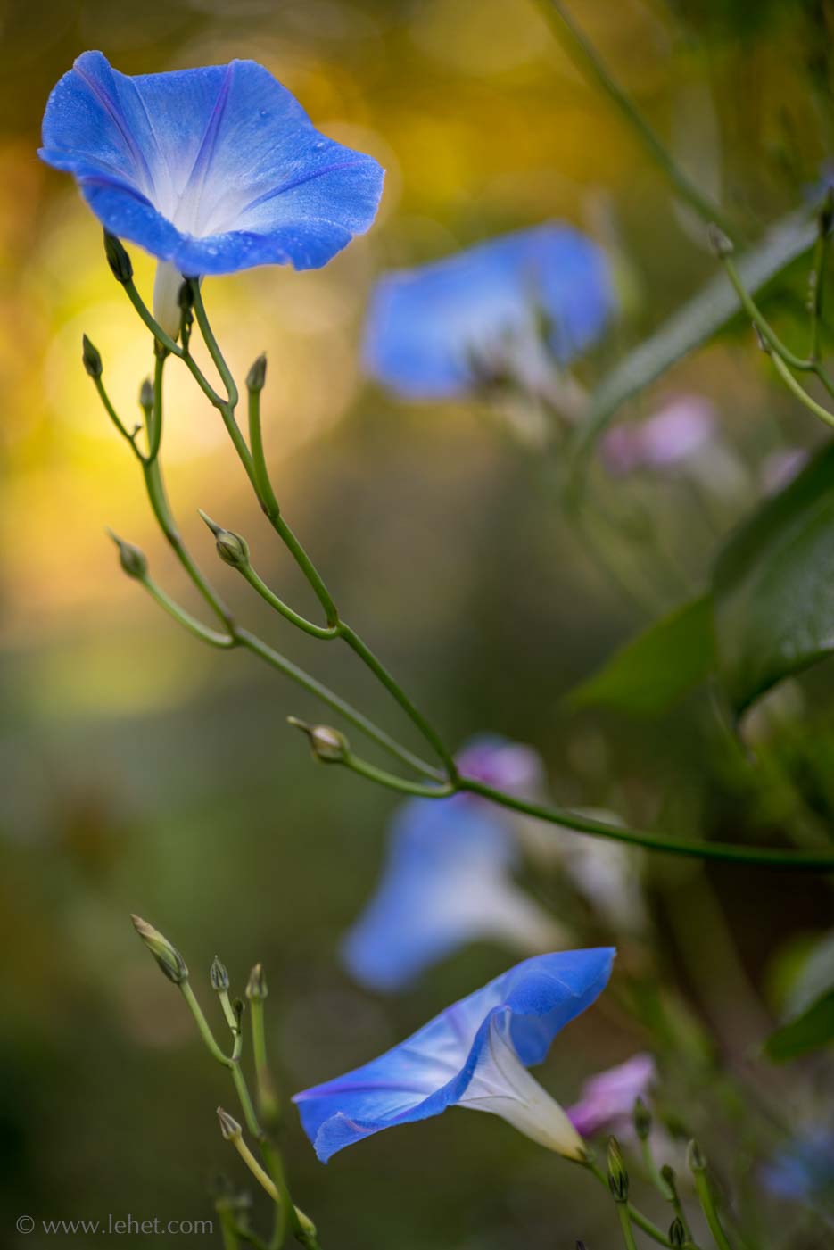 Four Morning Glories in Autumn