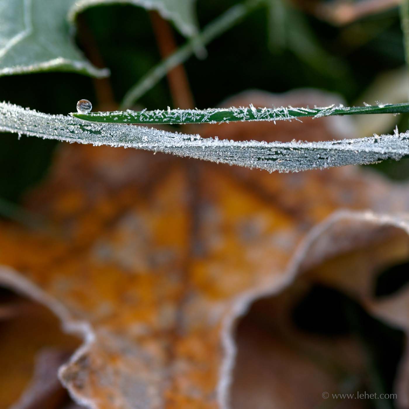 Frozen Dewdrop, Frost, Gold Maple Leaf