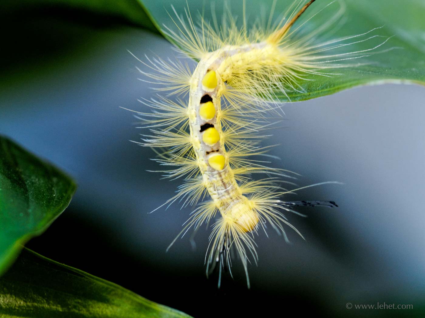 fuzzy Yellow Caterpillar in Vermont