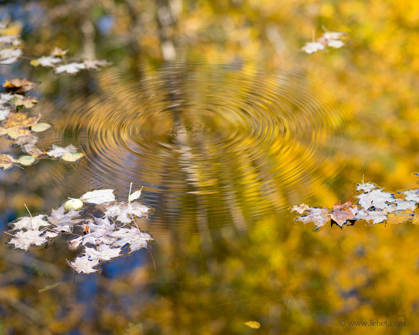 Apple, Leaves, and Ripples, Golden Reflections