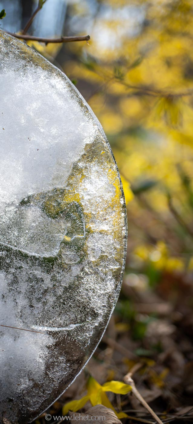 Ice Circle by Daffodils and Forsythia