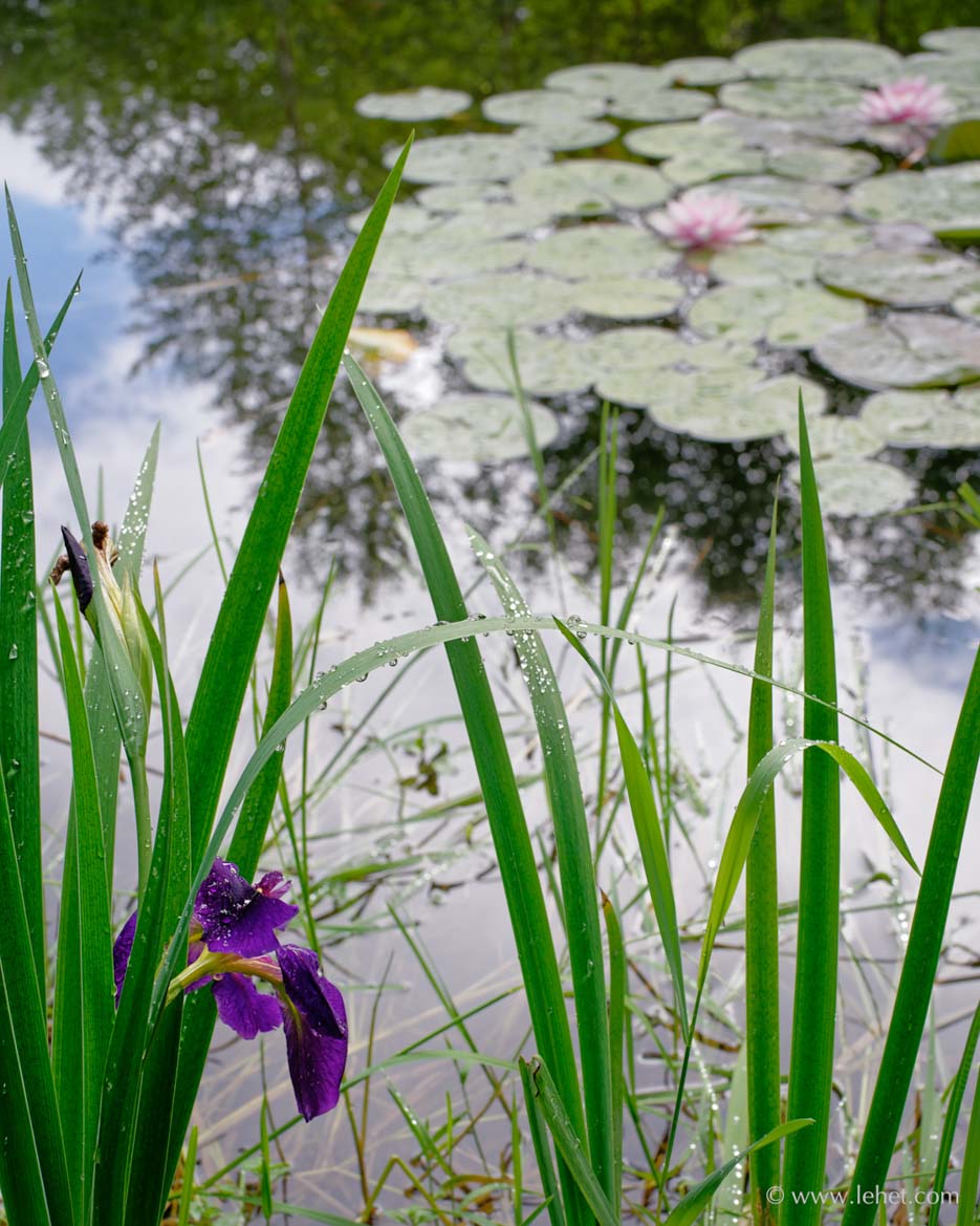 Japanese Iris and Waterlilies