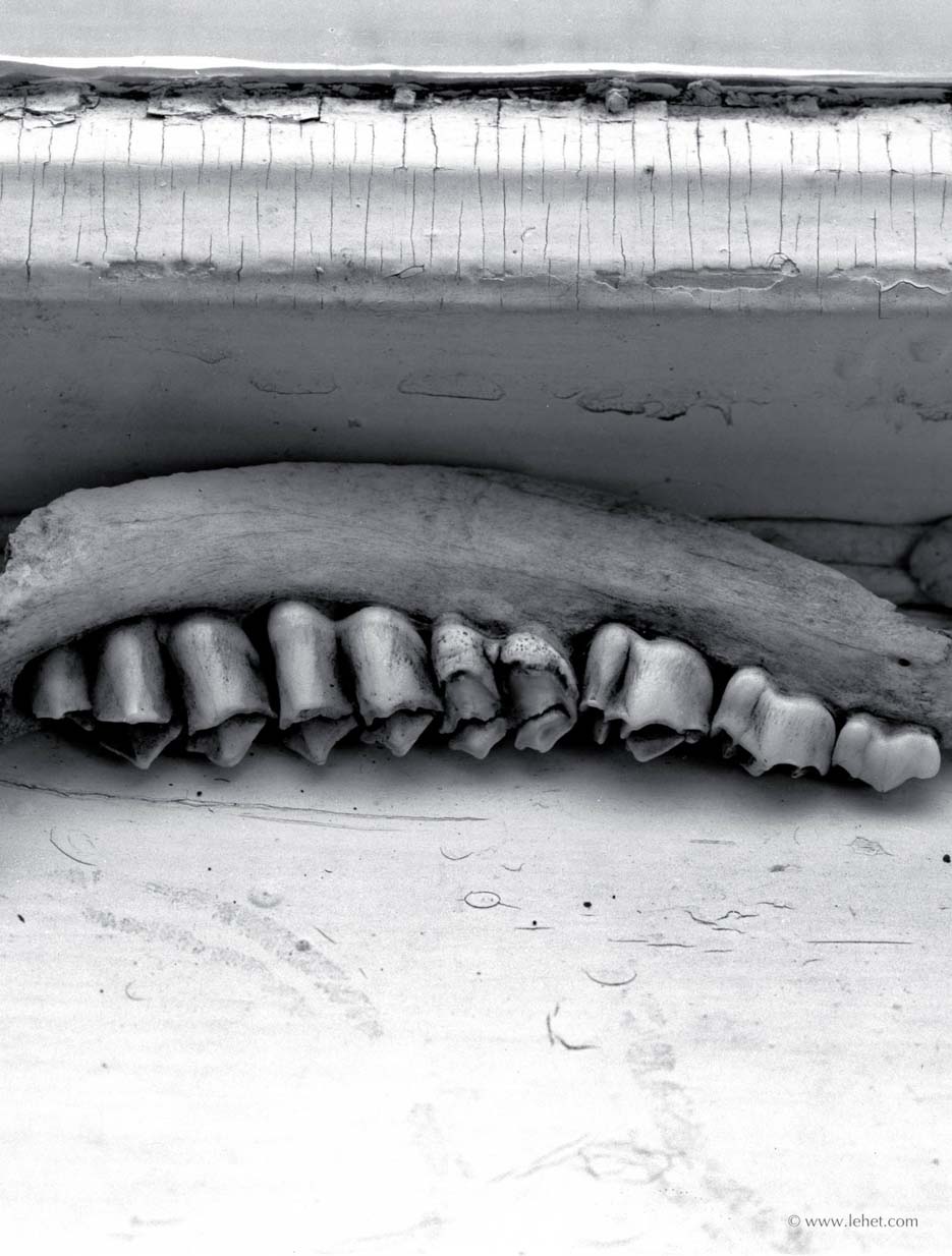 Jawbone, Windowsill, 1981
